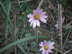 Chrysanthemum chanetii