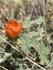 Sphaeralcea ambigua