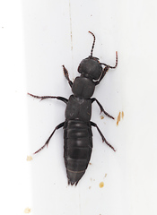 Ocypus olens