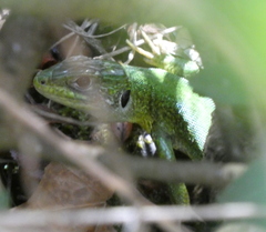 Lacerta bilineata