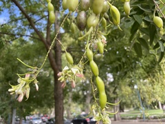 Styphnolobium japonicum