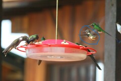 Philodice mitchellii