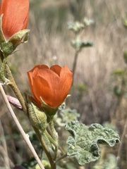 Sphaeralcea ambigua