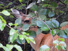 Odocoileus hemionus sitkensis