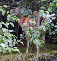 Odocoileus hemionus sitkensis