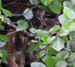 Odocoileus hemionus sitkensis