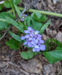 Iberis umbellata
