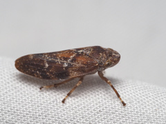 Aphrophora