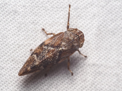 Aphrophora
