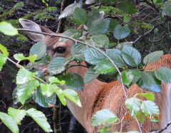 Odocoileus hemionus sitkensis