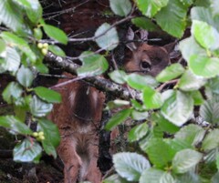 Odocoileus hemionus sitkensis