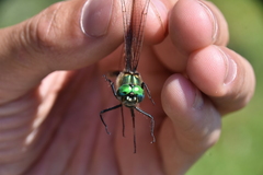 Somatochlora albicincta