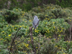 Elanus caeruleus caeruleus