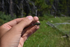 Somatochlora albicincta