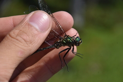 Somatochlora albicincta