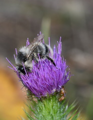 Bombus sylvarum