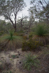 Xanthorrhoea preissii