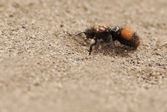 Dasymutilla californica