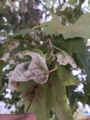 Erysiphe platani