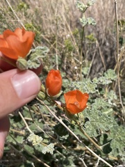 Sphaeralcea ambigua