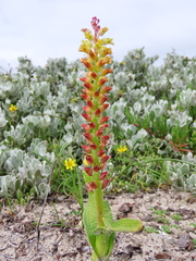Lachenalia pallida
