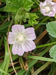 Malva neglecta