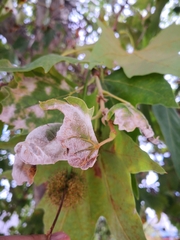 Erysiphe platani