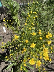 Solidago sempervirens