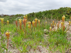 Lachenalia pallida
