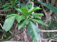 Melicope triphylla