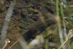 Salvelinus fontinalis