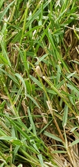 Hemiptera