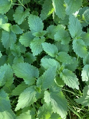 Lamium album