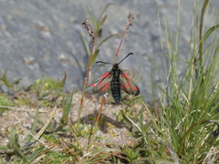 Zygaena exulans