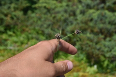 Juncus castaneus