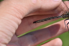 Somatochlora albicincta