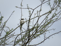 Eurocephalus ruppelli