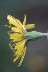 Hieracium sabaudum