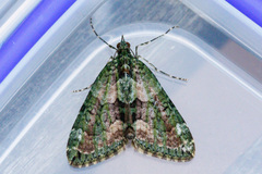 Chloroclysta siterata