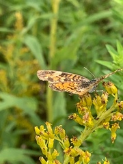 Phyciodes tharos