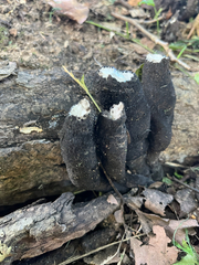 Xylaria polymorpha