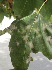 Erysiphe platani