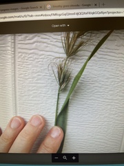 Elymus villosus