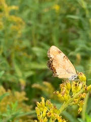 Phyciodes tharos