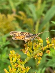 Phyciodes tharos
