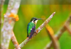 Chaetocercus astreans