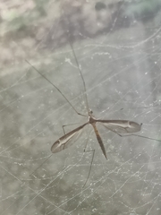 Tipula furca