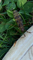 Limoniidae