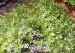 Mniaceae