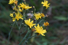 Hieracium sabaudum